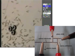 controlling paramecia swarm